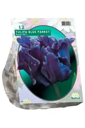 Tulipa Blue Parrot, Parkiet - Tijdelijke aanbieding