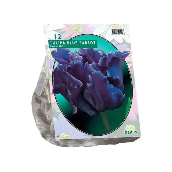 Tulipa Blue Parrot, Parkiet - Tijdelijke aanbieding