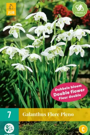 Galanthus Flore Pleno - Actie loopt bijna af
