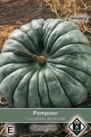 Cucurbita maxima ‘Jarrahdale - pompoen | Beste prijs