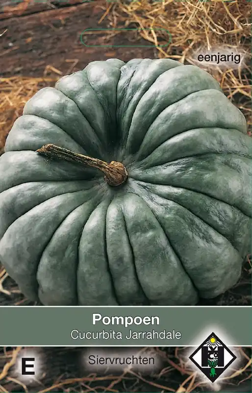 Cucurbita maxima ‘Jarrahdale - pompoen | Beste prijs