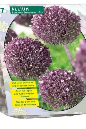 Allium Summer Drummer - Online bestellen