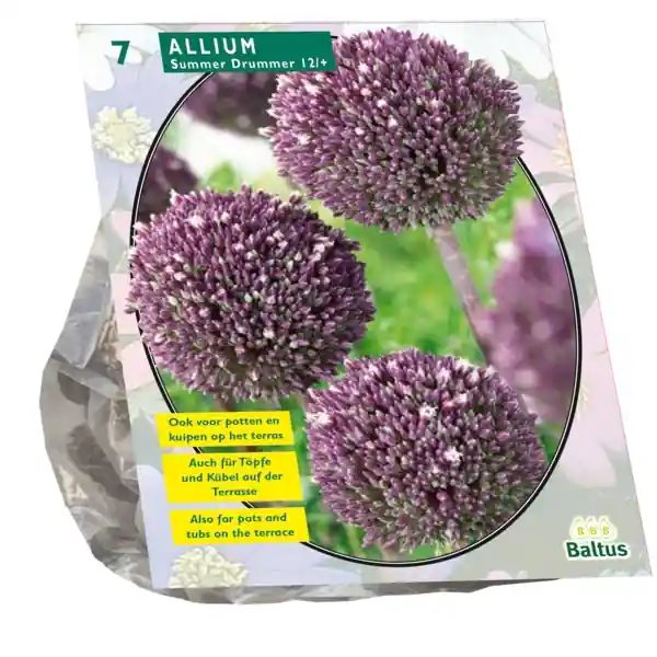 Allium Summer Drummer - Online bestellen