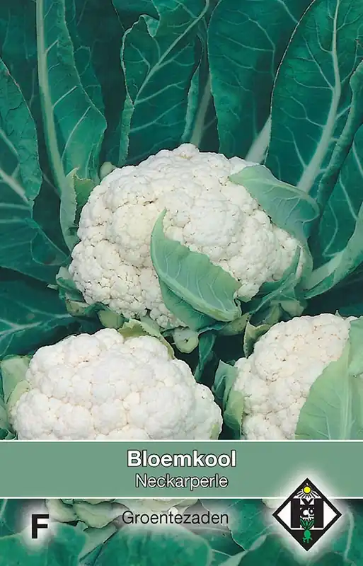Nog maar een paar beschikbaar | Bloemkool Neckarperle