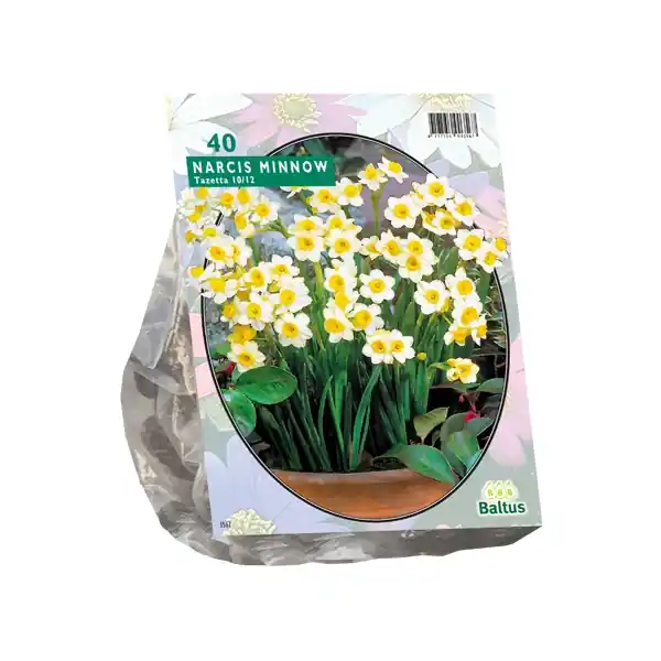 Narcis Mini Minnow | Koopje