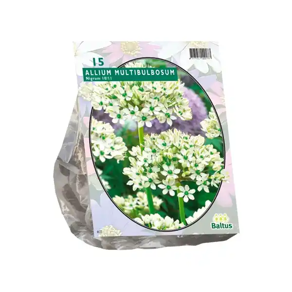 Nieuw in de shop - Allium Nigrum Multibubosum