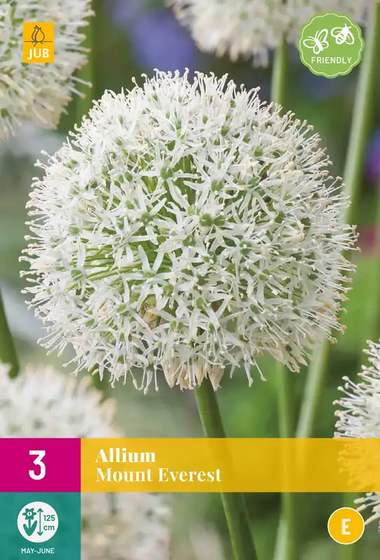 Extra voordeel - Allium Mount Everest
