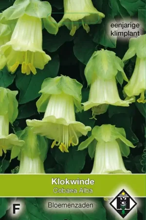 Cobaea scandens ‘Alba‘ - klokweide | Bespaar nu