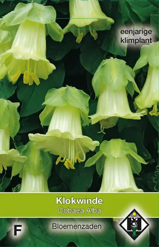 Cobaea scandens ‘Alba‘ - klokweide | Bespaar nu