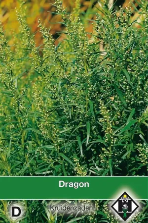 Dragon / Artemisia dranunulus | Premiumkwaliteit