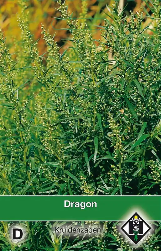 Dragon / Artemisia dranunulus | Premiumkwaliteit