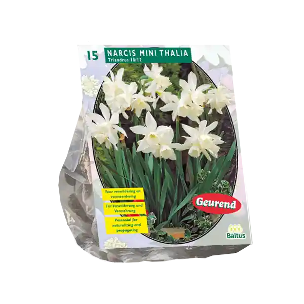 Narcis Mini Thalia per 15 | Net binnen