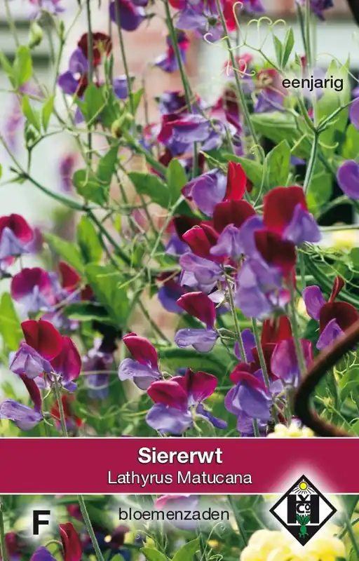 Voeg toe aan winkelwagen - Lathyrus odoratus Matucana - siererwt