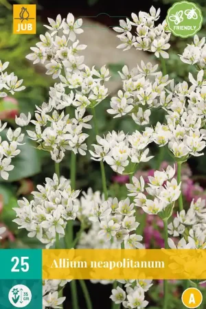 Allium neapolitanum - Aanrader