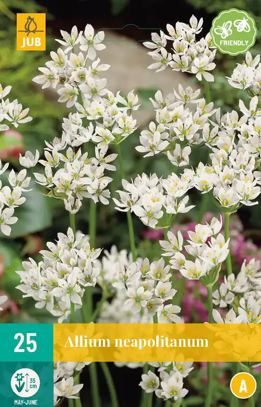Allium neapolitanum - Aanrader