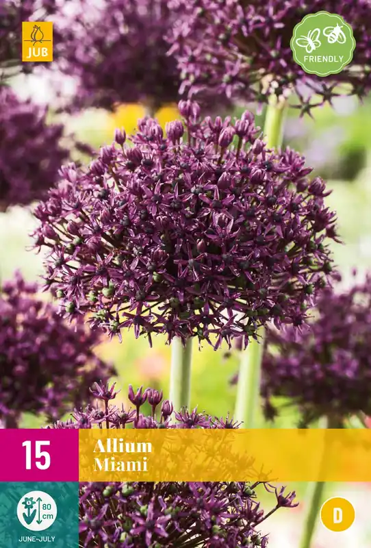 Allium Miami - Laatste kans