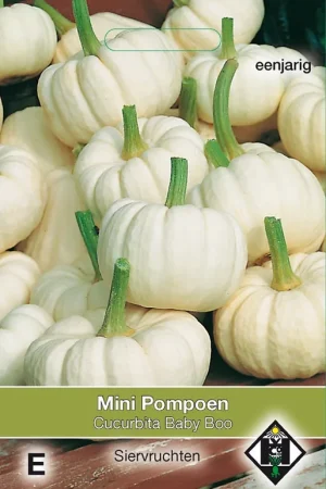 Zeer goed beoordeeld | Cucurbita pepo ‘Baby Boo‘ - pompoen