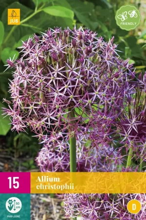 Goed beoordeeld - Allium christophii