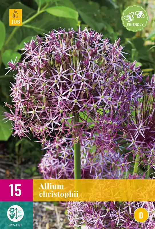 Goed beoordeeld - Allium christophii