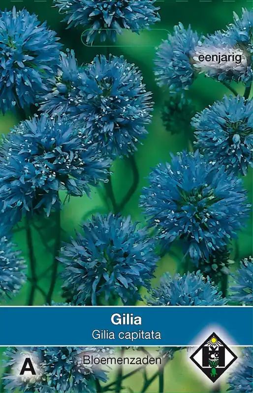 Rechtstreeks uit de fabriek | Gilia capitata