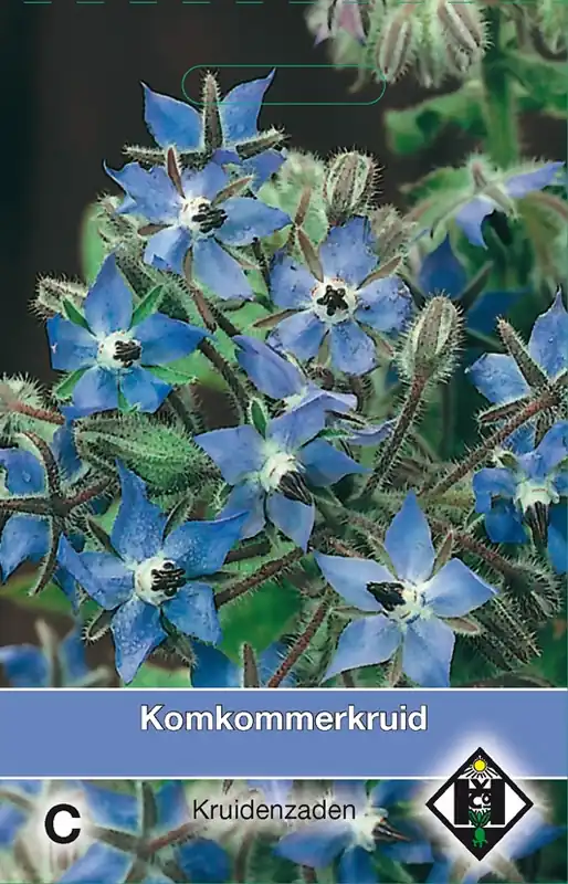 Slechts tijdelijk - Bernagie / Borage