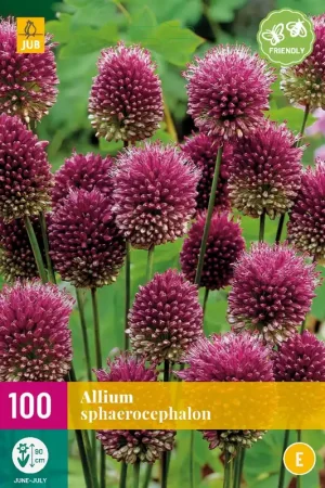Bestel nu | Allium sphaerocephalon