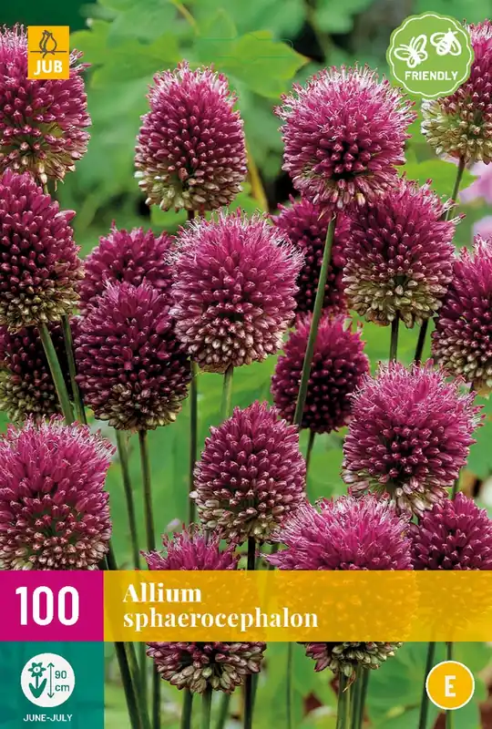 Bestel nu | Allium sphaerocephalon