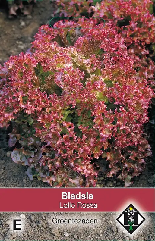 Bladsla Lollo Rossa - Favoriet van klanten
