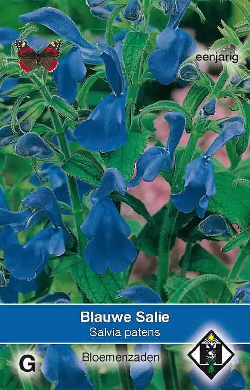 Salvia patens - salie | Nu kopen