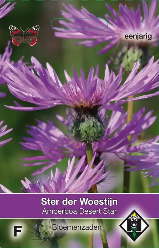 Rechtstreeks uit de fabriek | Amberboa muricata Desert Star