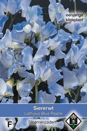 Lathyrus odoratus ‘Blue Ripple‘ - siererwt - Topkwaliteit