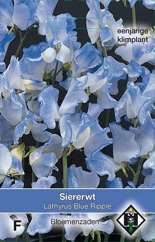 Lathyrus odoratus ‘Blue Ripple‘ - siererwt - Topkwaliteit