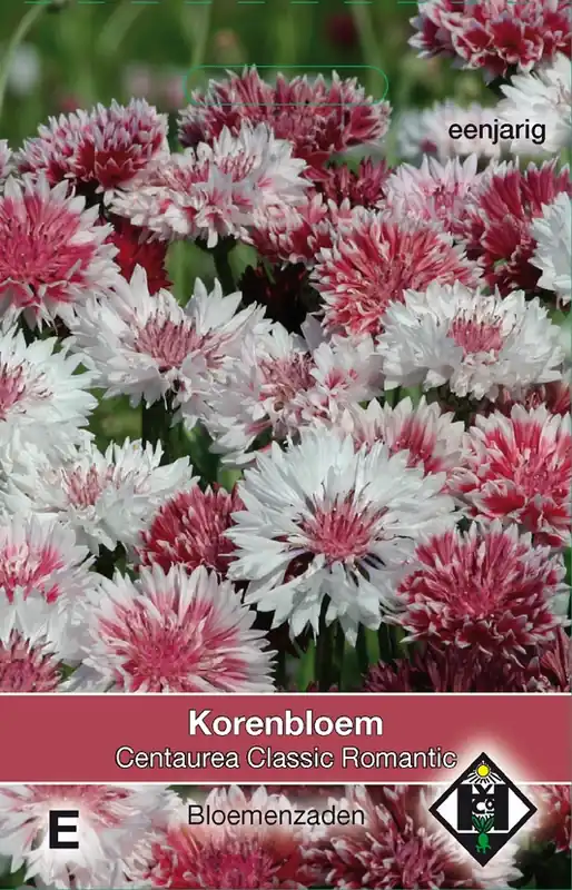 Outlet | Centaurea cyanus Classic Romantic