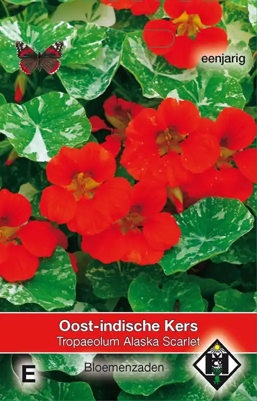 Uitverkoop | Tropaeolum majus nanum ‘Alaska Scarlet‘ - Oost-Indische kers
