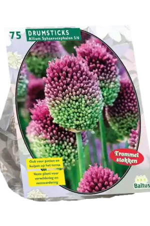 Allium Sphaerocephalon per 75 - Nieuw product
