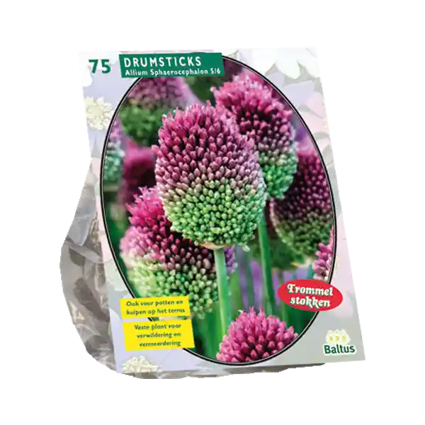 Allium Sphaerocephalon per 75 - Nieuw product