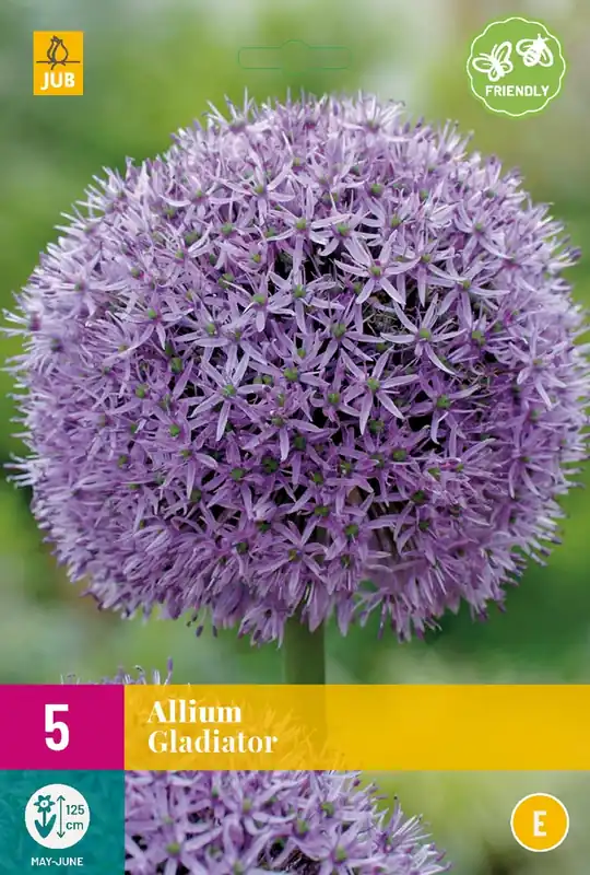 Bespaar meer - Allium Gladiator