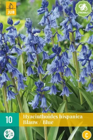 Voordeelprijs - Hyacinthoides hisp. Blauw
