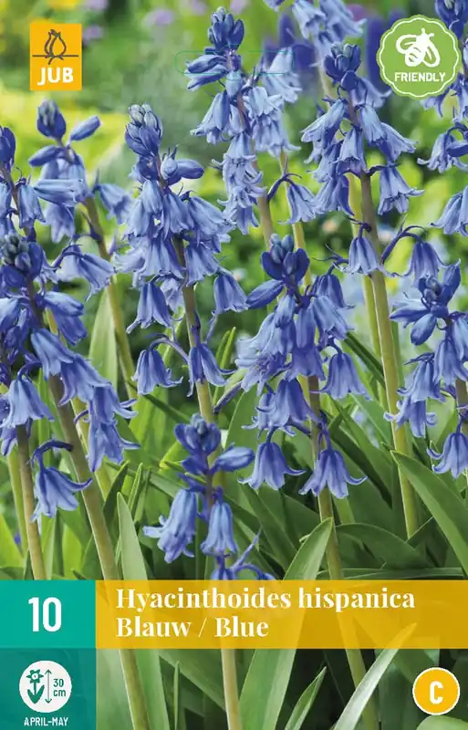 Voordeelprijs - Hyacinthoides hisp. Blauw