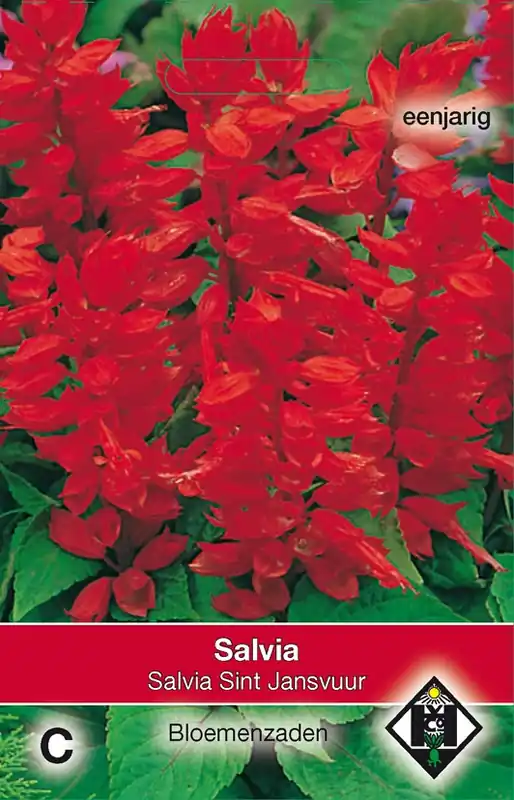 Salvia splendens St. Jansvuur | Scherpe prijs