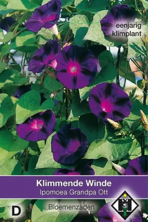 Aanrader - Ipomoea purpurea ‘Grandpa Ott‘ - klimmende winde