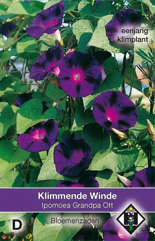 Aanrader - Ipomoea purpurea ‘Grandpa Ott‘ - klimmende winde