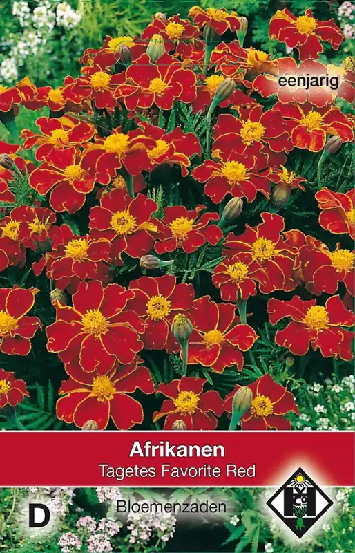 Tagetes patula nana Favorite Red | Lage prijs