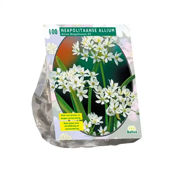 Nieuw binnengekomen - Allium Neapolitanum