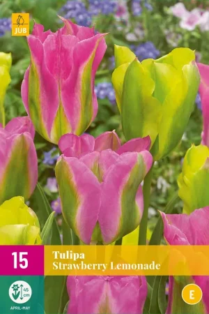 Voorraad bijna op - Tulipa Strawberry Lemonade