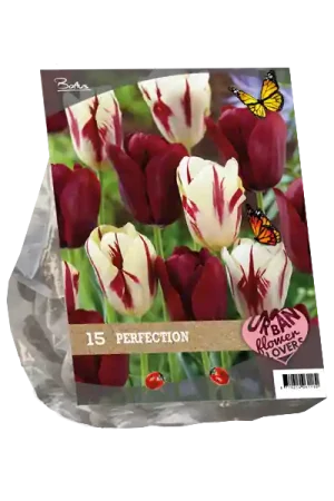 Beste prijs - Urban Flowers - Perfection per 15