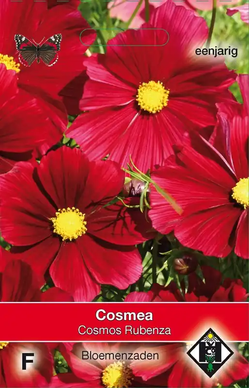 Cosmos bipinnatus ‘Rubenza‘ | Zeer goed beoordeeld