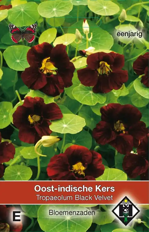 Tropaeolum majus nanum ‘Black Velvet‘ - Oost-Indische kers | Populair bij klanten