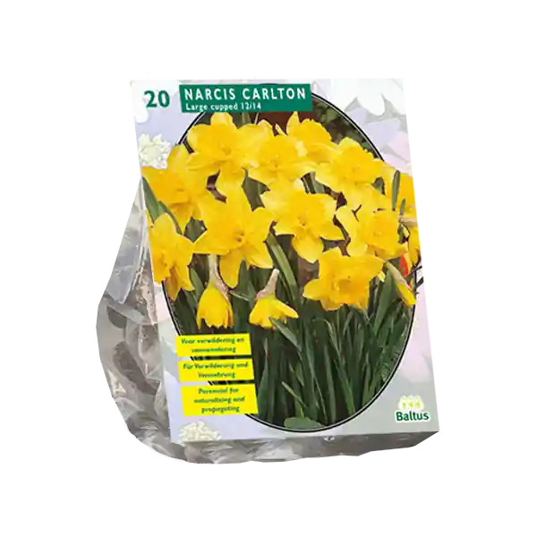 Goed beoordeeld | Narcis Carlton per 20