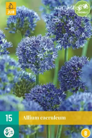 Allium caeruleum - Online bestelbaar